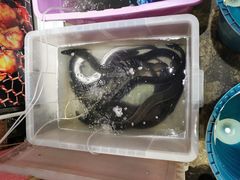 -金韩雅·烤肉·烤活鳗鱼(万达店)