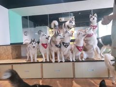 -Husky Go! 哈士奇体验馆·宠物咖啡厅狗咖