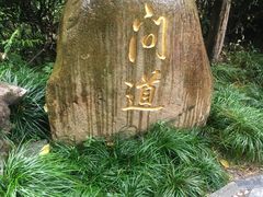 -龙井村