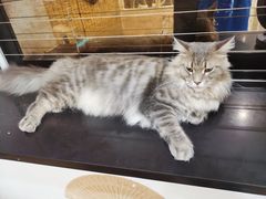 -楼上猫咖(罗湖店)