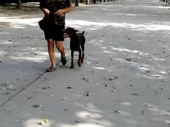 -如家宠物家庭式寄养训练