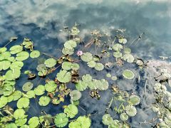 -苏州太湖湖滨国家湿地公园