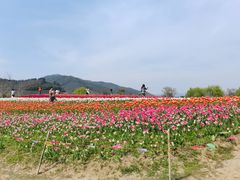 -径山花海