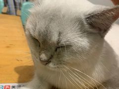 -猫色咖啡·猫咖