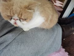 -三花喵·撸猫购宠·宠物生活馆(虹桥南丰城店)