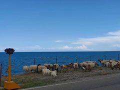 -青海湖国家重点风景名胜区