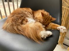 -平行世界·猫咖(首经贸店)