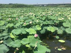 -荷塘月色湿地公园·向阳花洲