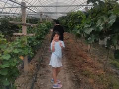 -马陆小张葡萄园农家乐