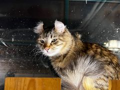 -猫小院猫主题餐厅(南锣旗舰店)