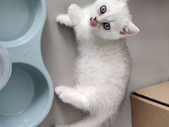 -佑安动物医院·全科·内窥镜中心(幸福巷店)