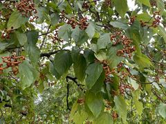 -大京袁记烤全羊农家(大京水库店)