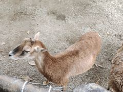 -海南热带野生动植物园