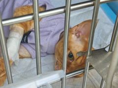 -达爱动物医院·犬猫分区·CT·复杂眼科(远洋山水分院)