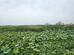 -哈素海