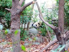 景点-成都大熊猫繁育研究基地