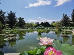 -莲花池公园
