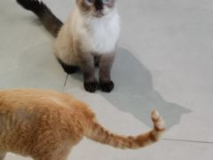 -Heymao猫咖.咖啡厅(东门店)