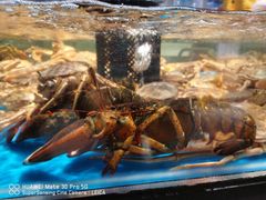 波士顿龙虾-盒马鲜生(金桥国际广场店)