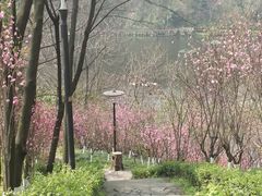 -重庆彩云湖湿地公园