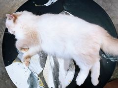 -瞄一喵猫咖(格力海岸店)