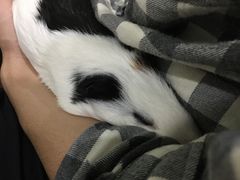 -北京观赏动物医院·24小时大型综合·猫专科·异宠专科