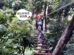 -西双版纳原始森林公园