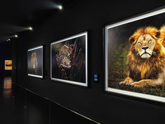 -罗红摄影艺术馆