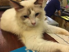 -猫色咖啡·猫咖