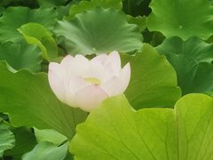 -四川大学(华西校区)