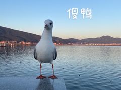 -海埂大坝
