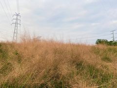 -王借岗森林公园