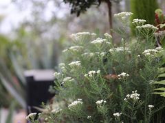 -自由生长植物工作室(深港花卉中心店)