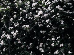 -大川先生·小龙虾·川菜(信义坊店)
