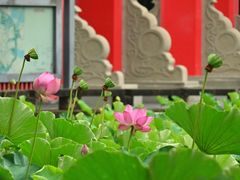 -四川大学(望江校区)