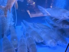 -鱼粤鲜淘米捞·中山脆肉鲩火锅(悦湖会店)