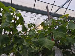 -马陆小张葡萄园农家乐