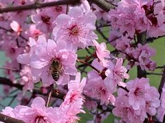 -苏州上方山国家森林公园