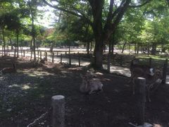 -奈良公园