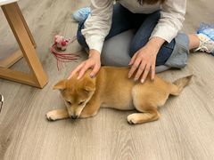 -浣熊柯尔鸭土拨鼠·电玩咖