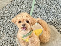 -J Create城市露营咖啡·简餐·宠物(上海动物园店)