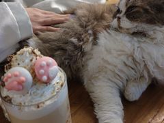 -猫小院猫主题咖啡厅(北锣店)
