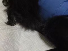 -瑞鹏宠物医院·爱宠堂·骨外专科(西荷分院)