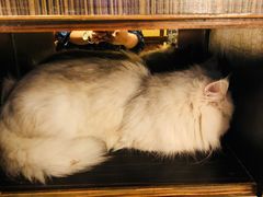 -more than meow吴止猫主题餐厅(承德 中船汇店)