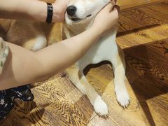 -柴务处·柴犬主题狗咖