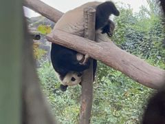 -中国大熊猫保护研究中心雅安碧峰峡基地