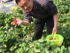 -大自然农场蔬菜草莓采摘园
