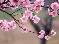 -白塘生态植物园