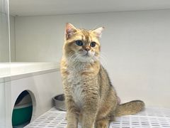 -lincat·猫舍(广州店)