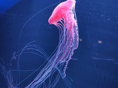 -欢乐海岸海洋奇梦馆